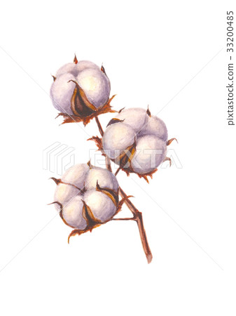 Watercolor cotton branch, isolated on white  33200485