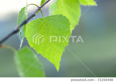 wet green leaf of a birch 33200486