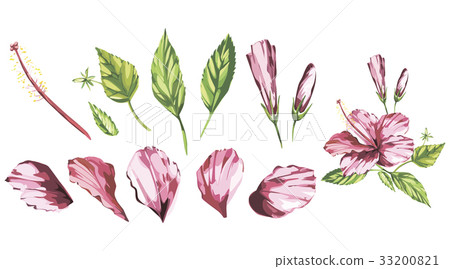 Hibiscus isolated on white background. Tropical Hibiscus isolated on white background. Tropical 33200821