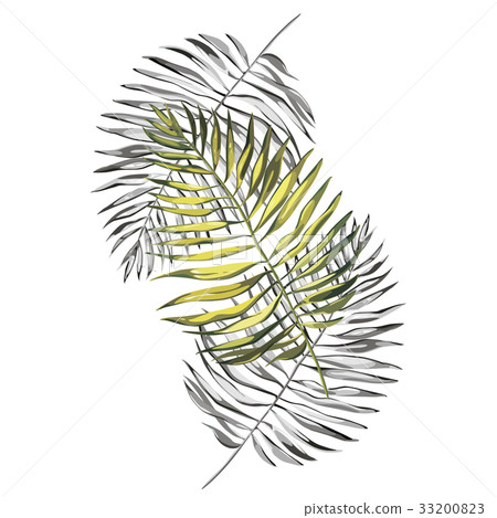 Black and white vector tropical palm leaves 33200823