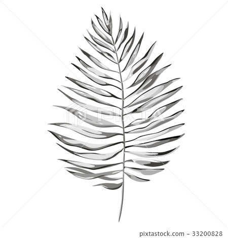 Black and white vector tropical palm leaves 33200828