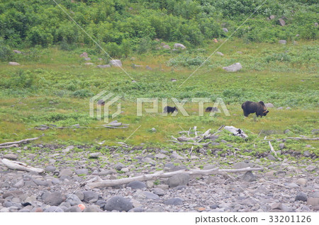 Wild brown bear - mother bear and three bears (Shiretoko Peninsula West Bank / Hokkaido) Wild brown bear - mother bear and three bears (Shiretoko Peninsula West Bank / Hokkaido) 33201126