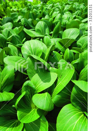 Chingensai (Urban Agricultural Park) 33201331