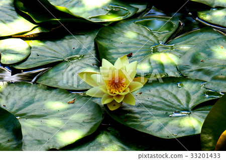蓮花 33201433