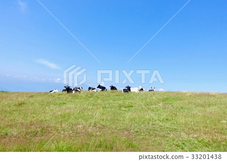 Cattle of high batch plateau 33201438