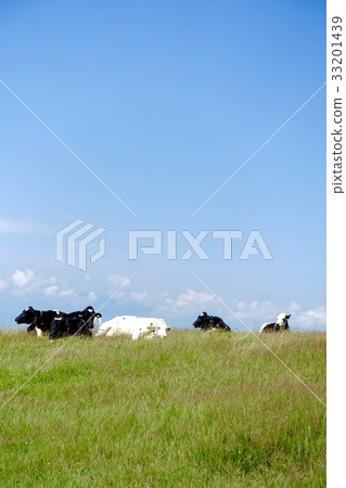 Cattle of high batch plateau Cattle of high batch plateau 33201439