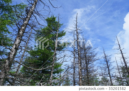 Dead tree that keeps standing 33201582