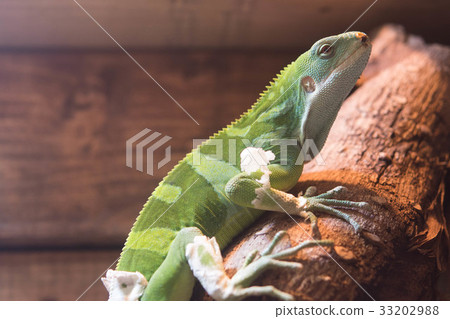 iguana reptile