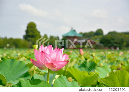 Ueno Onshi Park Lotus of Shinobu Pond 33203591