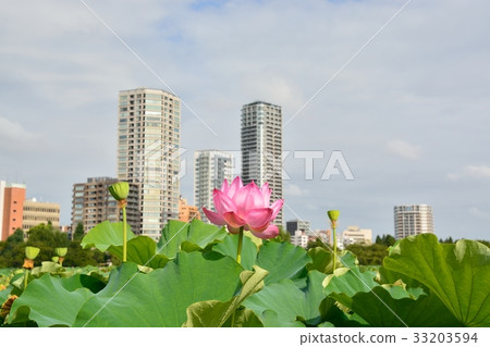 Ueno Onshi Park Lotus of Shinobu Pond 33203594