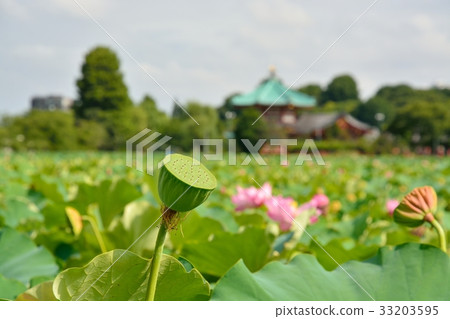 Ueno Onshi Park Lotus of Shinobu Pond Ueno Onshi Park Lotus of Shinobu Pond 33203595