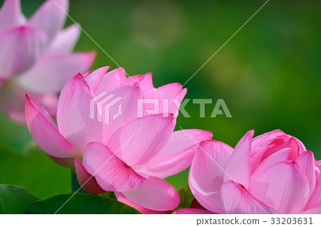 Shinobu Pond的Ueno Onshi Park蓮花 33203631