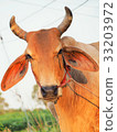 The face of a brown cow 33203972