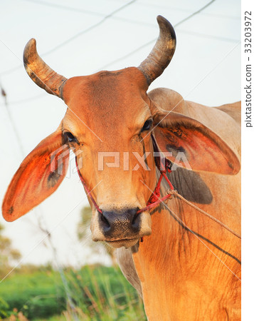 The face of a brown cow The face of a brown cow 33203972