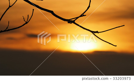 Branches with the sun (silhouette) Branches with the sun (silhouette) 33203973