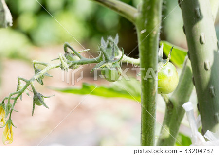 受黃色線蟲病毒影響的番茄莖 受黃色線蟲病毒影響的番茄莖 33204732