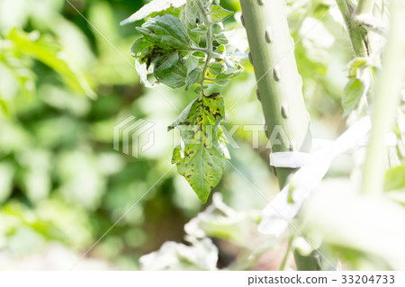 受黃色線蟲病毒影響的番茄葉 33204733