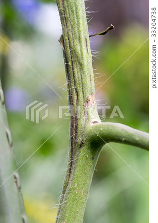 Stem of tomato affected by yellowish nematode virus 33204738