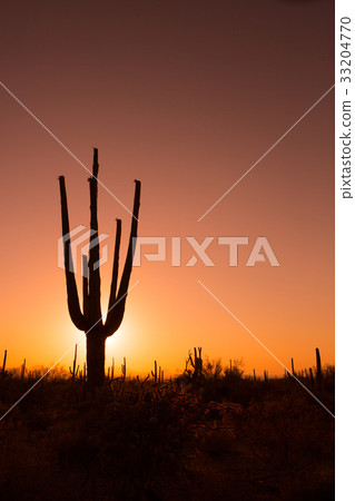 Arizona cactus and sunset 33204770