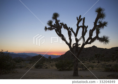 Sunset of the Joshua tree 33204849