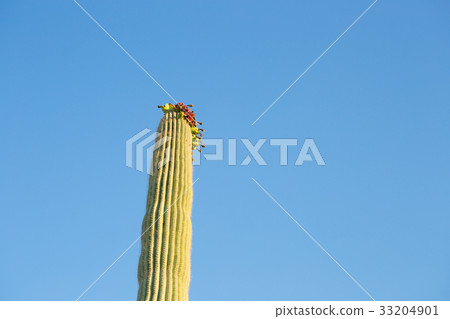 Cactus flower 33204901