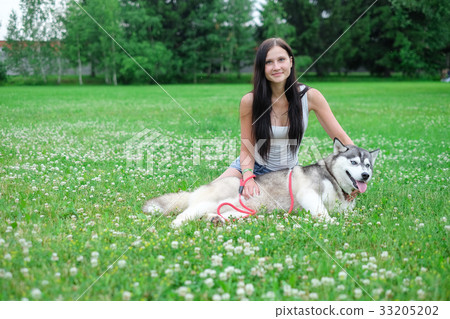 Beautiful young woman playing with funny husky dog Beautiful young woman playing with funny husky dog 33205202