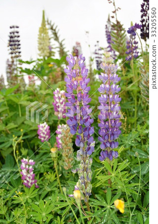 翠雀榕花田 33205560