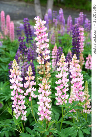 翠雀榕花田 33205590