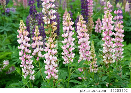 Delphinium Biei Flower Field 33205592