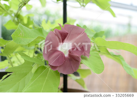 Morning glory 110 33205669