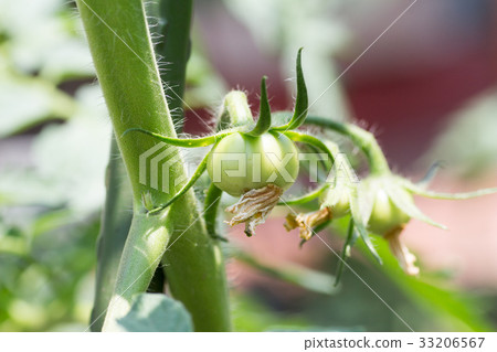 Cultivation of cherry tomatoes Cultivation of cherry tomatoes 33206567