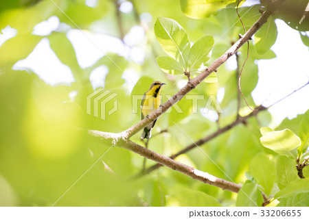 Olive backed sunbird or Yellow bellied sunbird Olive backed sunbird or Yellow bellied sunbird 33206655