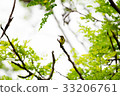 Olive backed sunbird or Yellow bellied sunbird  33206761