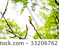 Olive backed sunbird or Yellow bellied sunbird  33206762