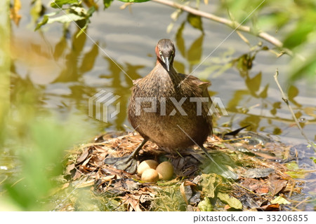 [Wild bird] Great grebe watching over eggs 33206855