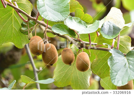 Kiwi fruit tree Kiwi fruit tree 33206916