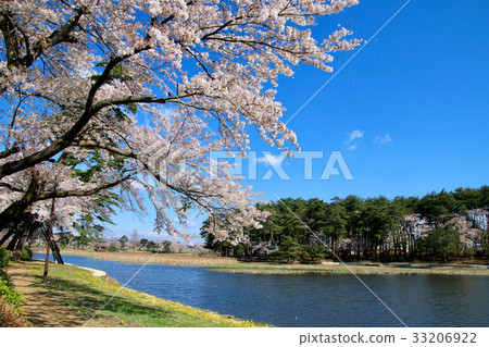 Cherry blossoms in Oike Park (Yabuki-cho) Cherry blossoms in Oike Park (Yabuki-cho) 33206922