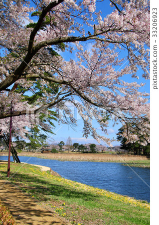 Cherry blossoms in Oike Park (Yabuki-cho) Cherry blossoms in Oike Park (Yabuki-cho) 33206923