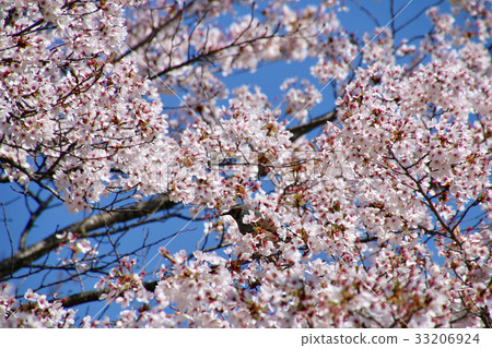 Cherry blossoms / Oyodo park (Yabuki-cho) Cherry blossoms / Oyodo park (Yabuki-cho) 33206924