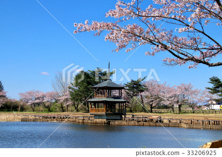 Cherry blossoms in Oike Park (Yabuki-cho) Cherry blossoms in Oike Park (Yabuki-cho) 33206925