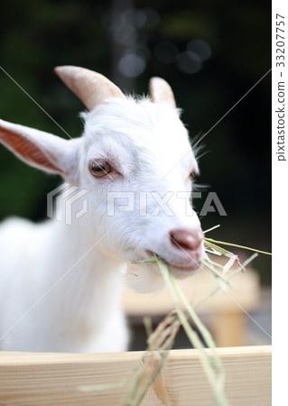 Goat (Animals Mammals Goats Livestock Ranch Ranch Pet Bovine Goat Zoo Cute) 33207757