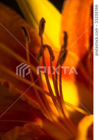 Lily red abstract texture. Macro photography 33208366