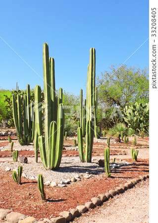 Garden of cacti, Tula de Allende, Mexico 33208405