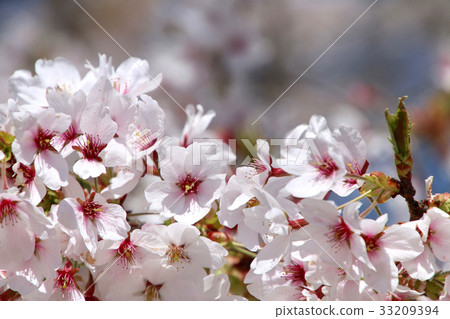 Cherry blossoms in Shiroyama Park (Asakawa-cho) 33209394