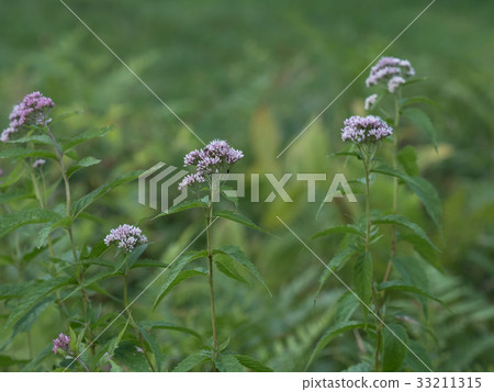 在夏天草甸的紐約雪橇 33211315