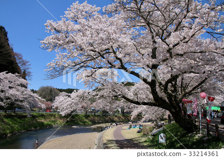 北川川·Imadegawa的櫻花（福島縣·石川町） 33214361