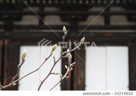 Sprout Sprout 33214828