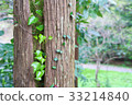 Tree stem of mulberry tree 33214840