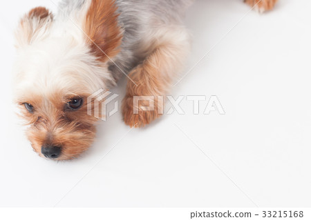 約克夏梗 33215168