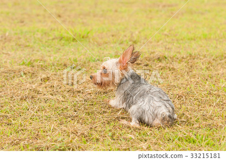 Yorkshire terrier  33215181